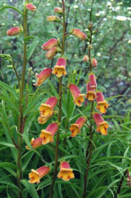 Digitalis obscura